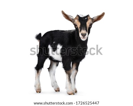 Black baby goat with white and brown spots, standing side ways with head turned to camera. Looking towards camera showing both eyes and ears up. Isolated on white background.