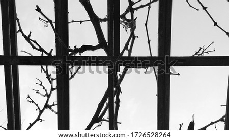 Black and white photo of fence and grape branches in the grape garden
