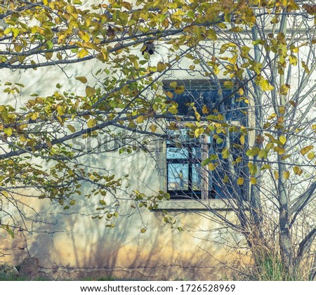 A window on the building with trees in front of it