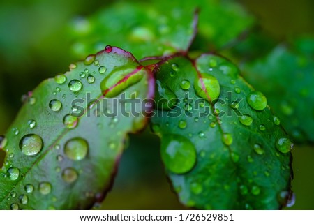 Close up of water droplets on the leaves in the early morning with soft selective focus and leaf blur background. Royalty high-quality free stock image of nature.