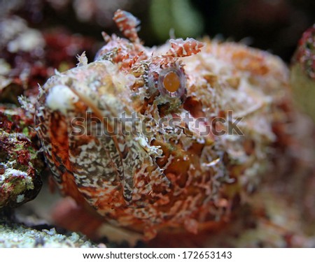 Close-up view of a Stonefish (Synanceia verrucosa)