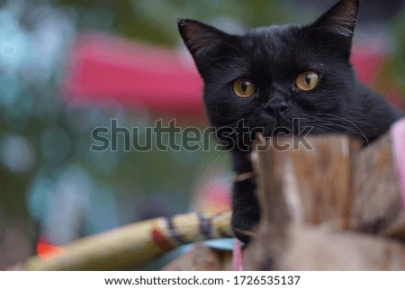 A black cat is a domestic cat with black fur.