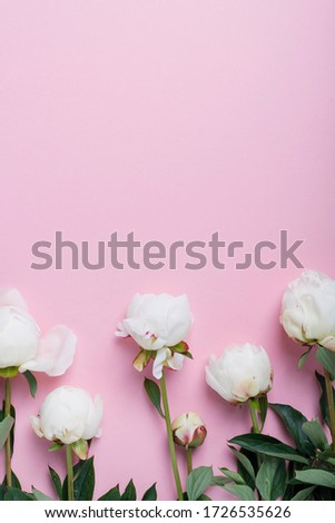 White elegant peony on the pink background. Concept of a greetings card, top view with a copy space for your text
