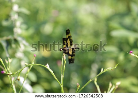 A dragonfly known as the common picture wing or variegated flutterer, resting on a plant.