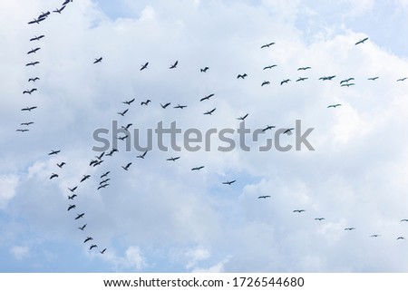 Stork Herd Uskudar Istanbul Turkey