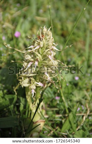 Protected white wild orchid flower in the meadow