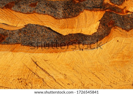 The stump that was cut by saw as a background
