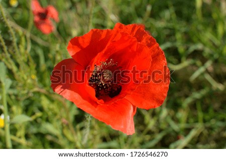 Close up of one red poppy flower in a sunny summer garden, beautiful outdoor floral background photographed with soft focus
