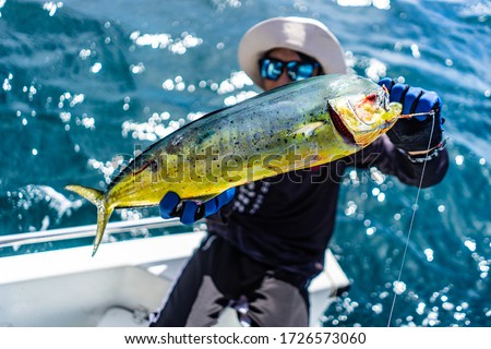 Common dolphinfish  fishermen catch  in the sea.