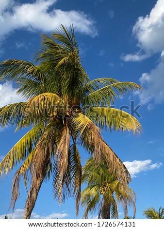 Palm Trees in South Florida