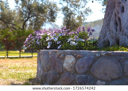 beautiful flowers on the wall-pericallis senetti Royalty-Free Stock Photo #1726574242