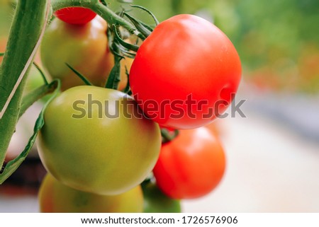 Ripe tomatoes are on the green blur background. Tomatoes are grown in a greenhouse on an organic farm. Royalty high-quality free stock image of tomato. Nature photography.