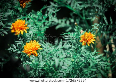 Orange colored tagetes erecta flower plant