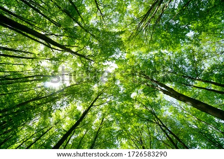 Forest, lush foliage, tall trees at spring or early summer - photographed from below Royalty-Free Stock Photo #1726583290