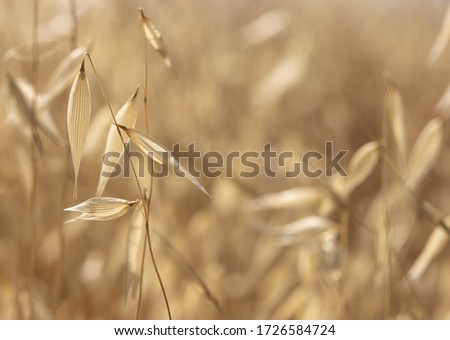 A field of dry oats on a sunny day. A close up photograph with a shallow depth of field and copy space. Royalty-Free Stock Photo #1726584724