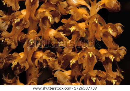 Neottia nidus-avis, the bird's-nest orchid, is a non-photosynthetic orchid, native to Europe, Russia and some parts of the Middle East.