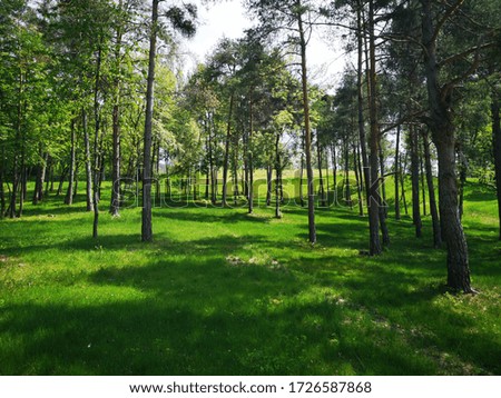 big pines in a dark green field