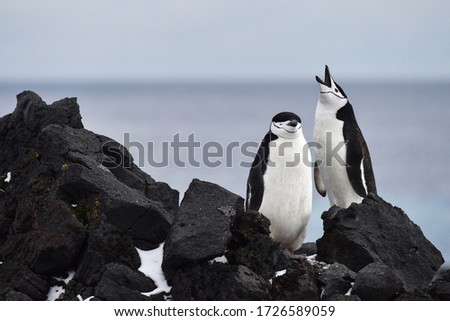 Chinstrap Penguins on Visokoj Island, South Sandwich Islands, singing Royalty-Free Stock Photo #1726589059
