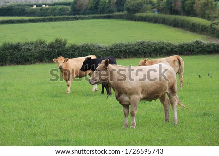 jersey dairy cow in field looking to camera  stock photo 