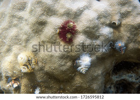 Small christmas worm in the sea of Togian islands, Indonesia