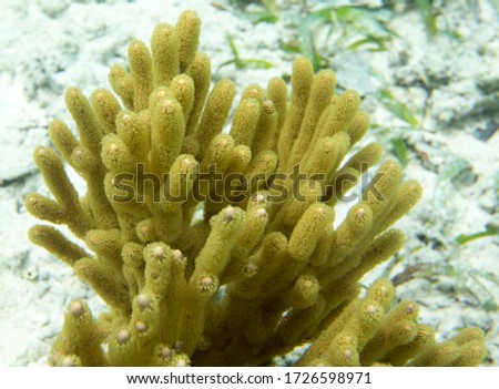 A picture of a beautiful yellow gorgonia coral, Togian islands