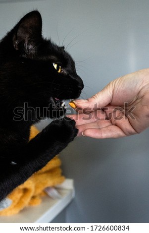 Black cat receiving a treat 