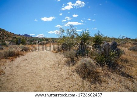 hiking the lost palms oasis trail in joshua tree national park, california in the usa