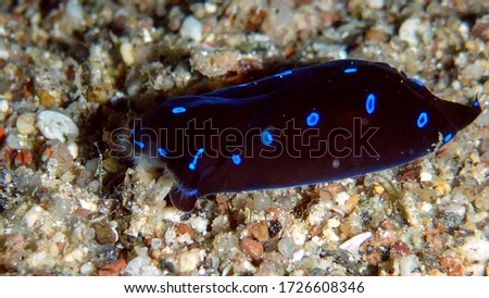 Nudibranch, Sea slug Chelidonura livida in the Red Sea, Eilat