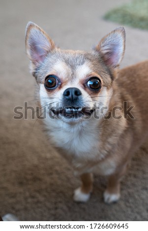 Blue fawn short haired Chihuahua
