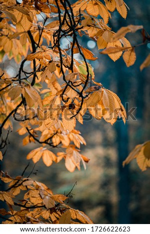 Beautiful autumn orange leaves in Warsaw, Poland 