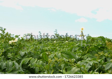 Field with potato plants and blue sky