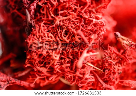 Macro of bright red moss. Nature plant background.