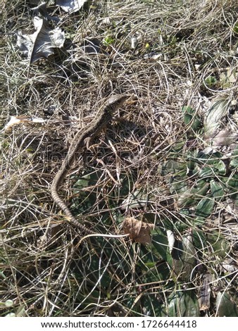 little lizard basking in the sun on dry grass in spring