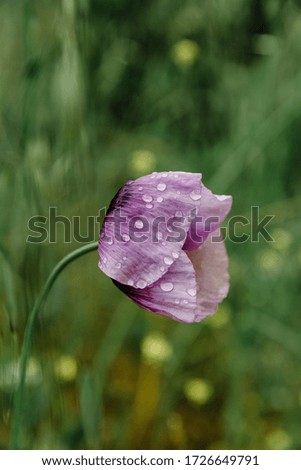 raindrops on purple poppy flower in the spring in the mountains