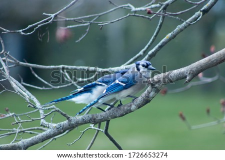 Two Blue Jays feeding each other. Birds eating seeds in the wild. Forest birds perched and eating.