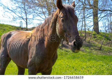 Horse stands on grass background