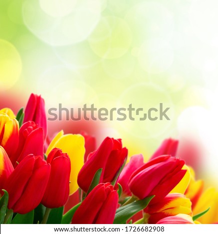 Red and yellow fresh tulip flowers over green garden background