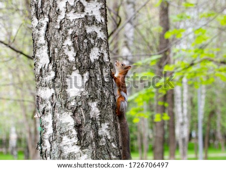 squirrel on a birch tree in the Park