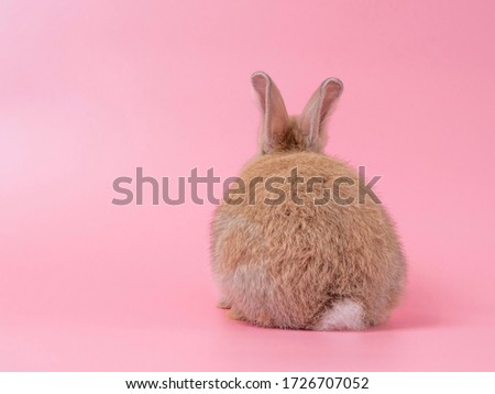 Rear view of orange rabbit sitting on pink background. Bottom and tail of rabbit. Funny and lovely action.