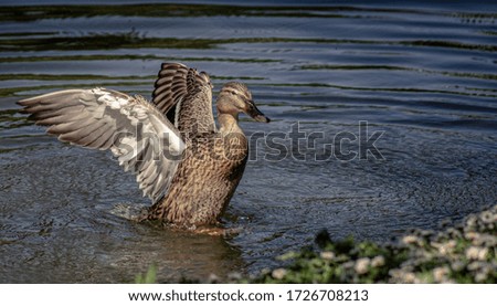 UK Mallard Duck Spreads Wings On Lake By Flower Bank