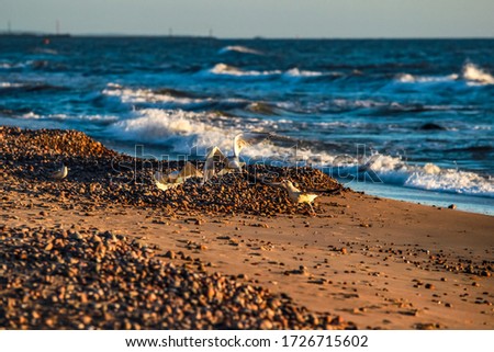 Sea gulls on the beach of Baltc sea near Klaipeda, Lithuania