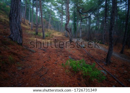 Crimea. Beautiful autumn forest-natural landscape of protected areas of Crimea