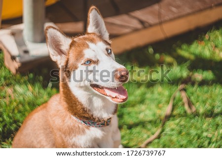 A light brown husky dog sits on the green grass and smiles