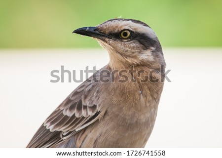 Chalk-browed Mockingbird (Mimus saturninus) closeup