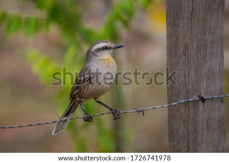 Chalk-browed Mockingbird (Mimus saturninus) young 