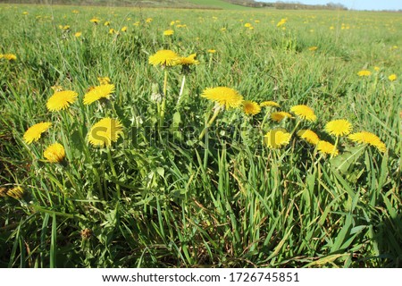 several flowers of dandelion in a prairie