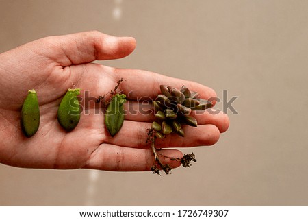 Growth concept. Hand with succulent plant leaves showing stages of plant growth. Defocused background.