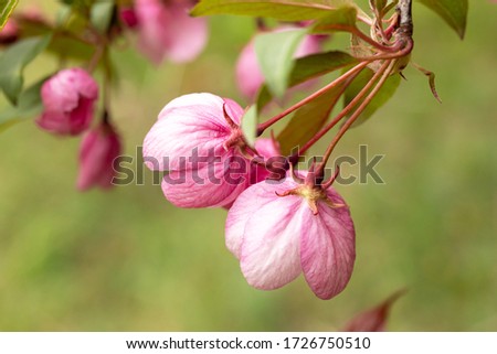 Close-up of pink Apple blossoms. An image for creating a calendar, book, or postcard. Selective focus.