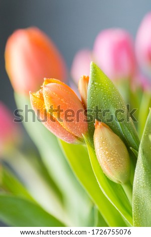 Close up of fresh bouquet bunch of pink rose orange tulips in vase. Copy space. Floral background. Postcard. Selective focus. Free space.