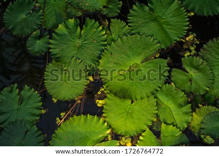 the surface of dark water with large green beautiful water Lily leaves with fluted edges and water drops, contrasting frame with the surface of the leaves with the reflection of the sun on them